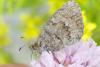Erebia cassioides